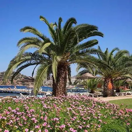 Princess Artemisia - Interni 3* يالِكافاك